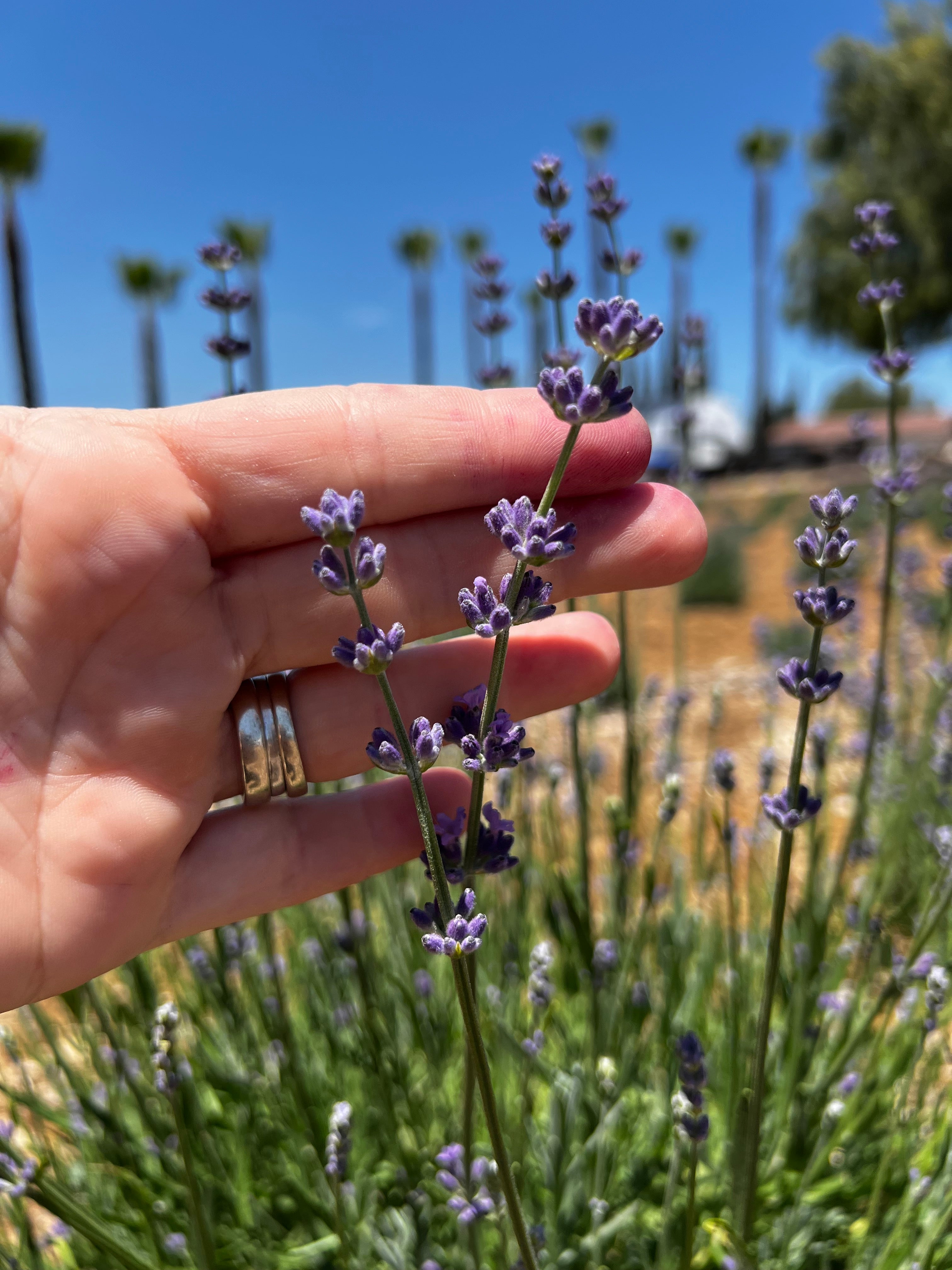 Essential Oil Roller: Natural Stress Relief